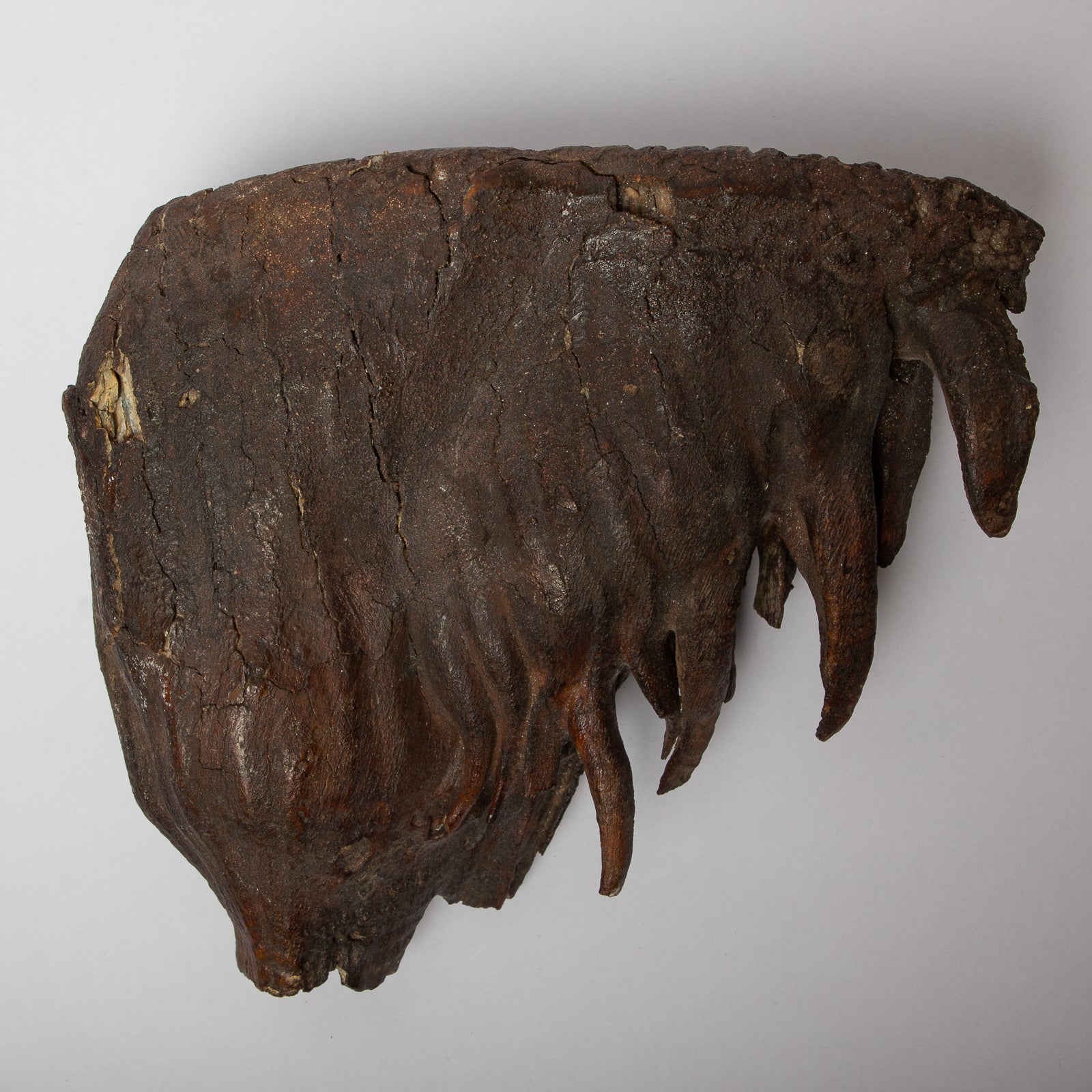 Mammuthus primigenius (Woolly Mammoth) Tooth