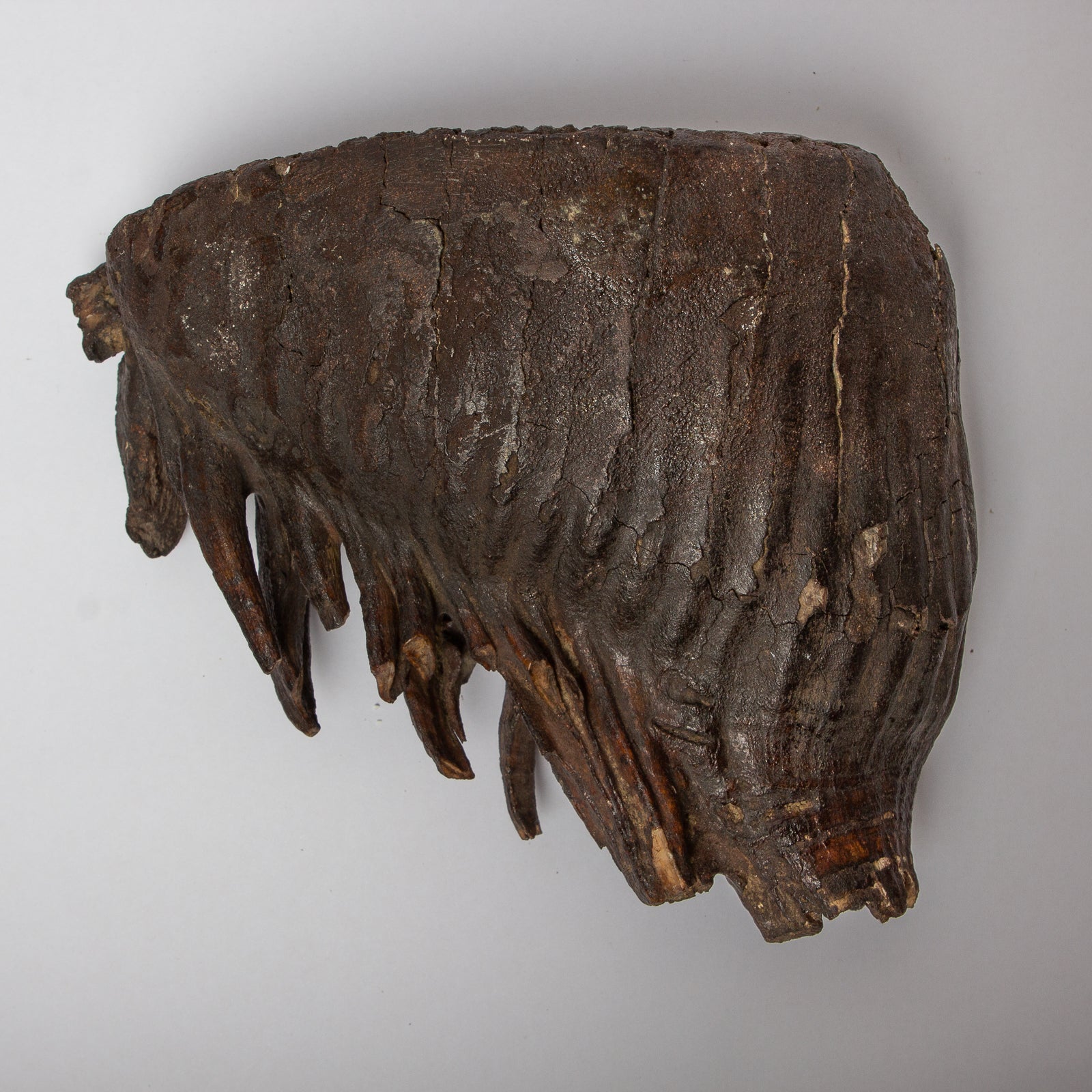 Mammuthus primigenius (Woolly Mammoth) Tooth