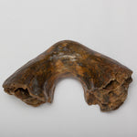 Load image into Gallery viewer, Mammoth (Mammuthus primigenius) Partial Lower Jaw
