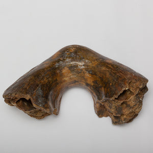 Mammoth (Mammuthus primigenius) Partial Lower Jaw