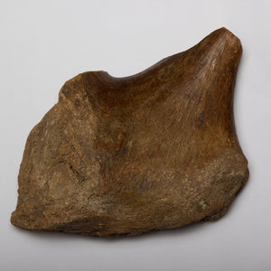 Mammoth (Mammuthus primigenius) Partial Limb