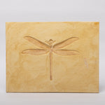 Load image into Gallery viewer, REPLICA Dragonfly Stenophlebia amphitrite
