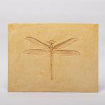 Load image into Gallery viewer, REPLICA Dragonfly Stenophlebia amphitrite
