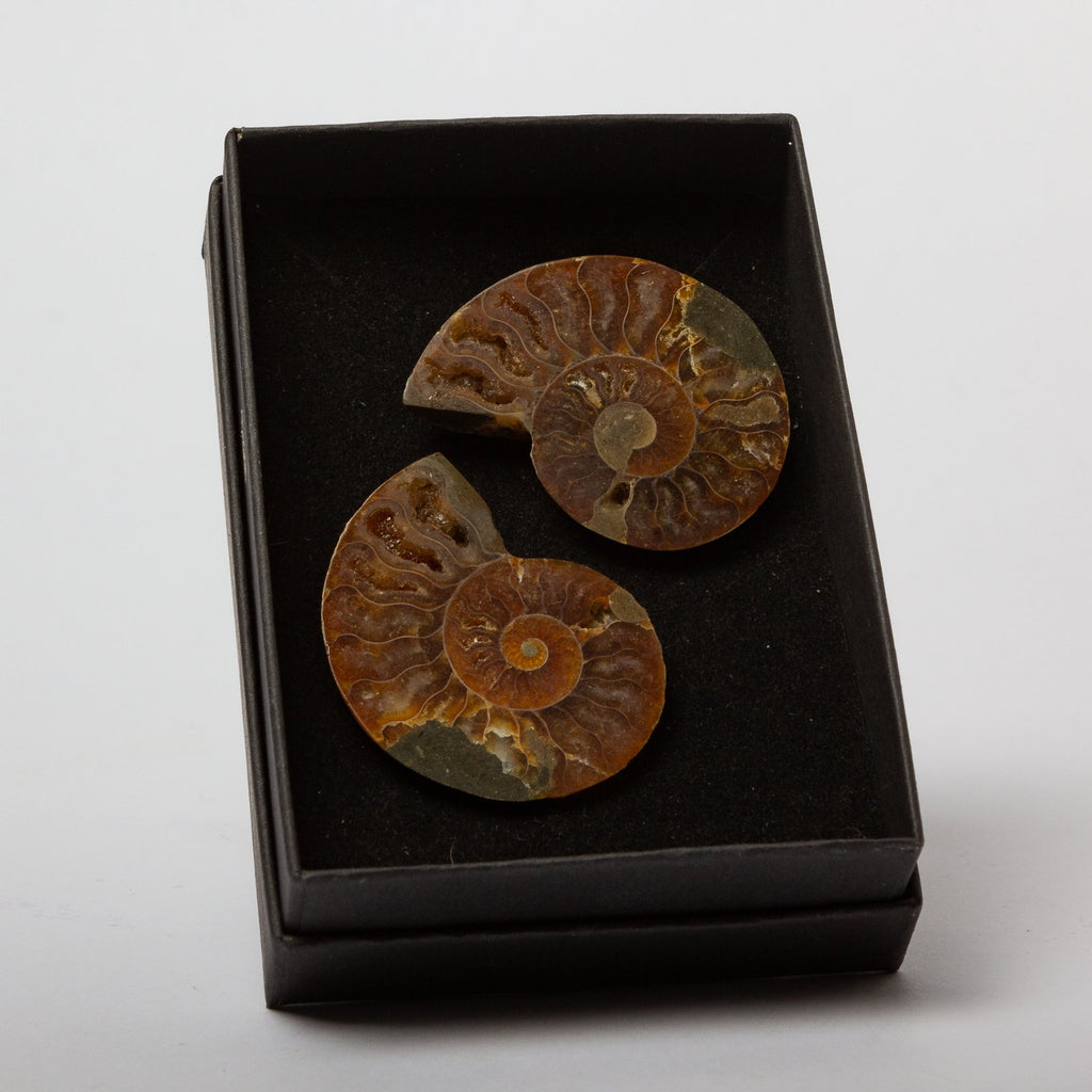 Cleoniceras Ammonite - Cut & Polished Pair