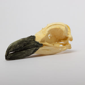 Magellan Penguin Skull REPLICA
