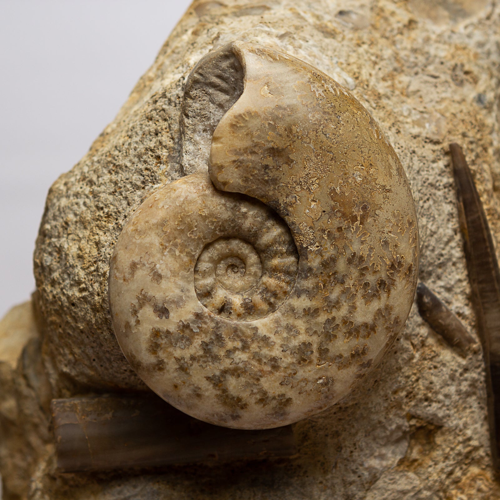 Genuine Block of Jurassic Seabed