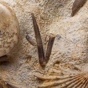 Genuine Block of Jurassic Seabed