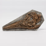 Load image into Gallery viewer, REPLICA Ichthyosaurus cf communis Skull Plaque
