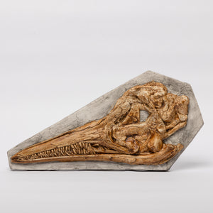 REPLICA Ichthyosaurus cf communis Skull Plaque