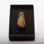 Load image into Gallery viewer, Spinosaurus Tooth (Boxed)
