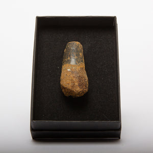 Spinosaurus Tooth (Boxed)