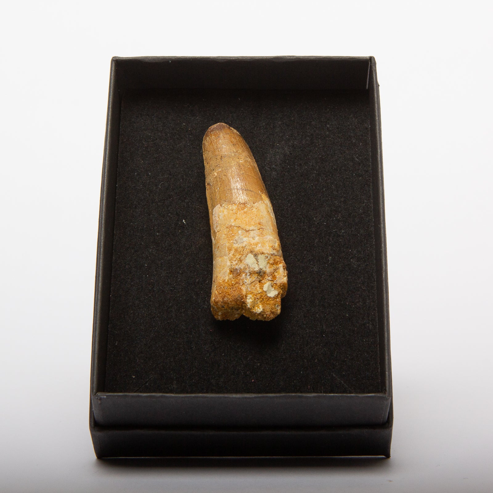 Spinosaurus Tooth (Boxed)