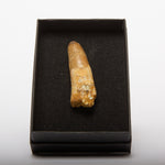 Load image into Gallery viewer, Spinosaurus Tooth (Boxed)
