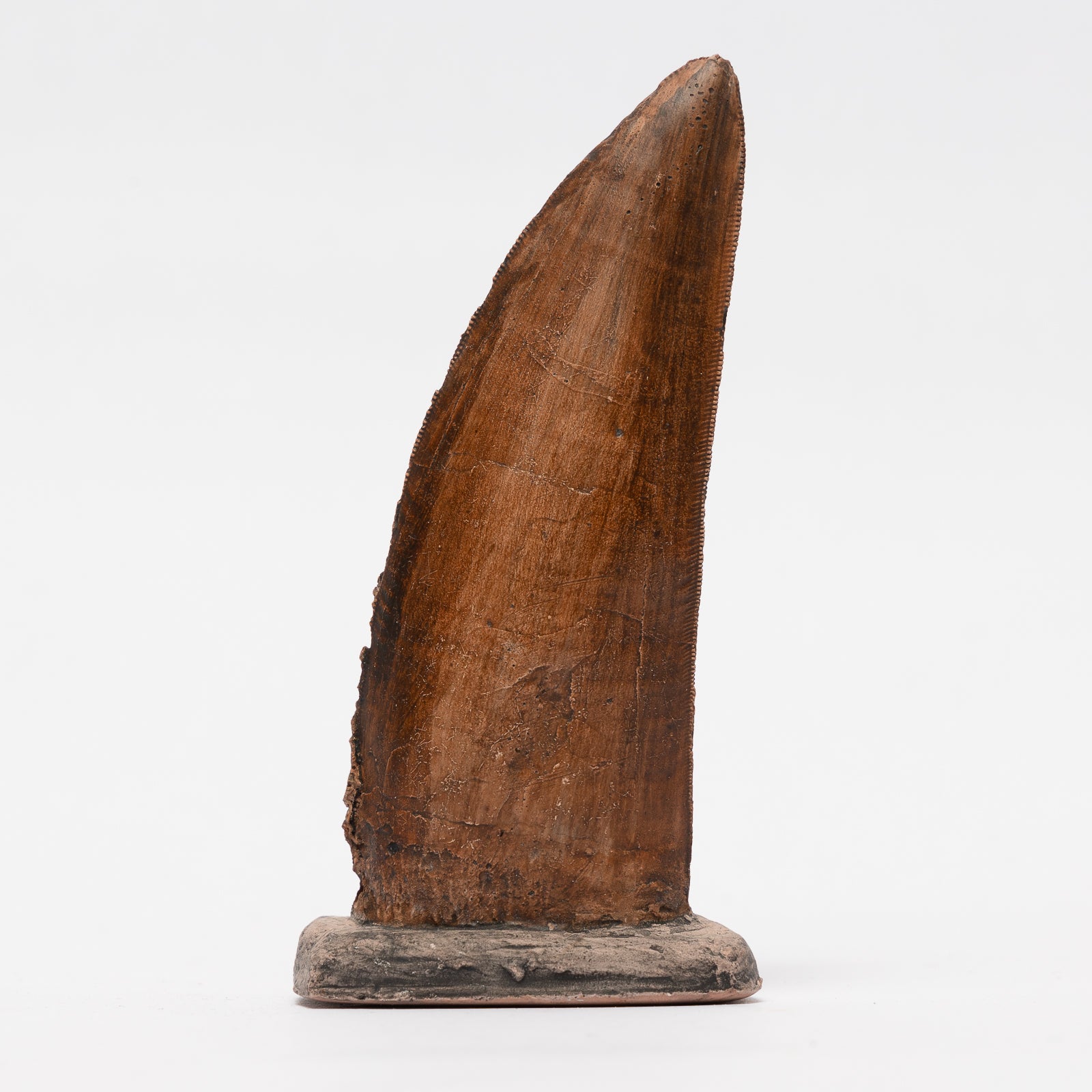 REPLICA Tyrannosaurs rex Tooth On Base