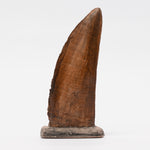 Load image into Gallery viewer, REPLICA Tyrannosaurs rex Tooth On Base
