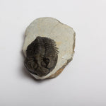 Load image into Gallery viewer, Coltraenia oufatensis Trilobite
