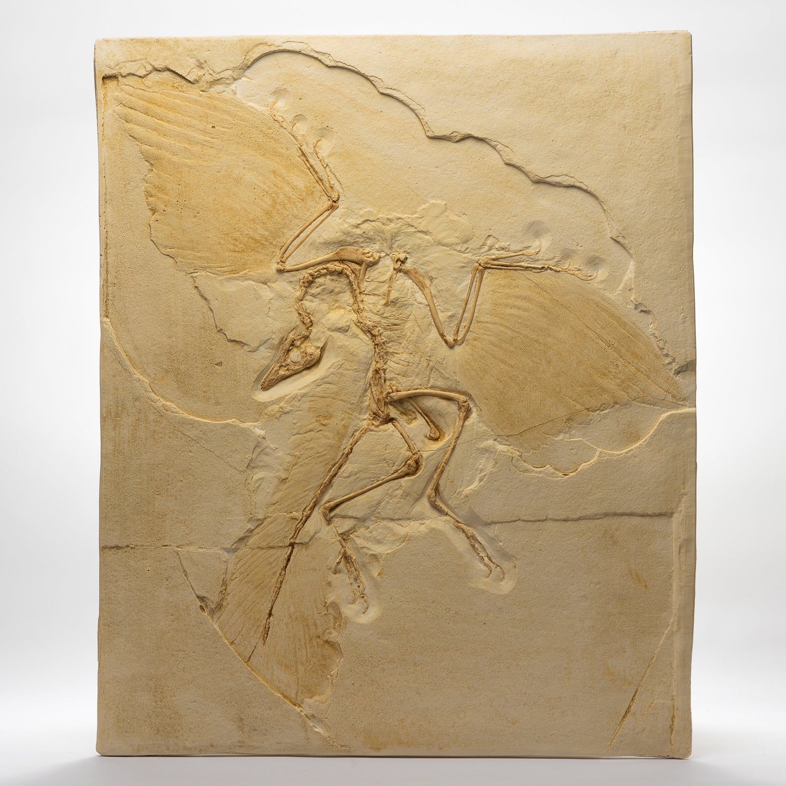 REPLICA Archaeopteryx lithographica